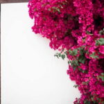 Córdoba: Guided tour in Spanish to the courtyards of Córdoba - Meeting Point and Logistics