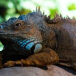 Corfu Aquarium Ticket with Tour Included - What the Tour Includes: Marine Life and Reptiles