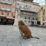 Corfu: Dog Sightseeing Tour - Exploring Corfu with Canine Companions