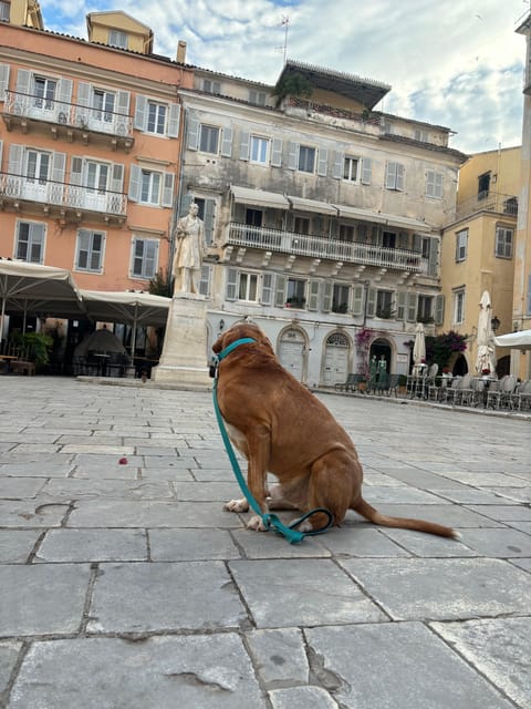 Corfu: Dog Sightseeing Tour - Exploring Corfu with Canine Companions