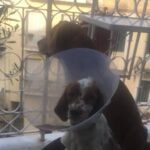 Corfu Old Town Guide Tour with Dog or City with 4 paws - Exploring Corfu’s Main Old Town Highlights with a Canine Companion