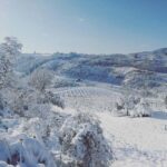 Cosenza: Vineyard Tour with Wine Tasting - Starting at Rocca Brettia: The Meeting Point for the Vineyard Experience