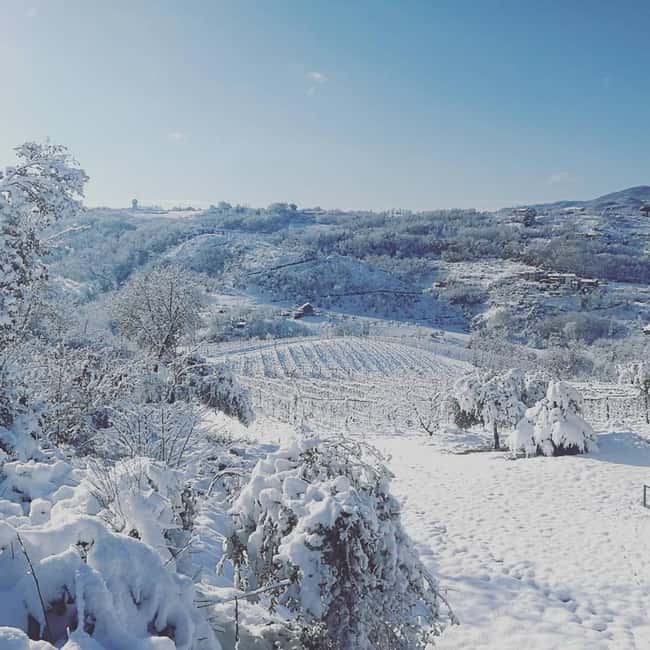 Cosenza: Vineyard Tour with Wine Tasting - Starting at Rocca Brettia: The Meeting Point for the Vineyard Experience