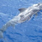 Costa Adeje: Whale and Dolphin Cruise with Food and Pickup - Wildlife Spotting: Dolphins, Whales, and Birdlife