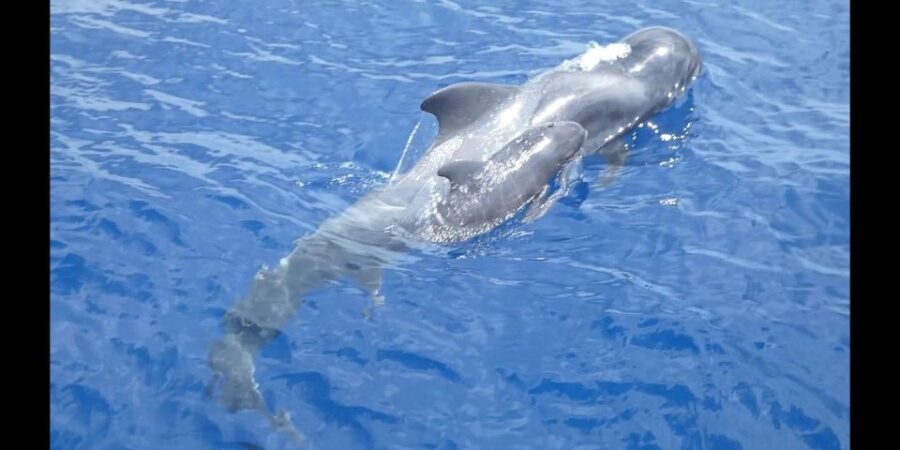 Costa Adeje: Whale and Dolphin Cruise with Food and Pickup - Wildlife Spotting: Dolphins, Whales, and Birdlife