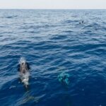 Costa Adeje: Whale Watching Catamaran Tour with Drinks - Departure from Puerto Colon for Marine Wildlife Encounters