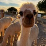 Costa Alentejana: Alpaca Farm Visit and Guided Walk - Learning About Alpacas and Their Unique Fiber