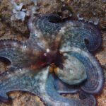 Costa Brava Day Adventure: Kayak, Snorkel & Cliff Jump with Lunch - Exploring Costa Brava’s Coveted Coves and Sea Caves