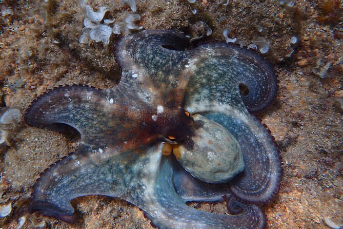 Costa Brava Day Adventure: Kayak, Snorkel & Cliff Jump with Lunch - Exploring Costa Brava’s Coveted Coves and Sea Caves