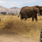 Costa Calma: Coast2Coast E-Bike Adventure - Logistics and Meeting Point Convenience