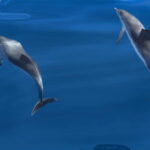 Costa Calma: Fuerteventura Dolphin Watching Boat Tour - Departure from Costa Calma to Atlantic Waters