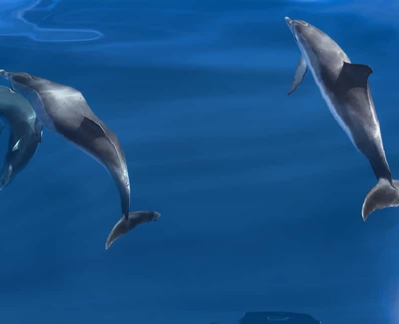 Costa Calma: Fuerteventura Dolphin Watching Boat Tour - Departure from Costa Calma to Atlantic Waters