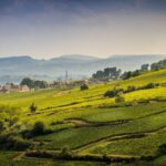 Côte de Beaune Half-Day Wine Tour from Dijon - Wineries in Aloxe-Corton: A Taste of Prestige