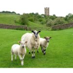 Cotswolds Villages & Countryside: Private Luxury Tour - Starting from Paddington to Gloucestershire’s Scenic Countryside