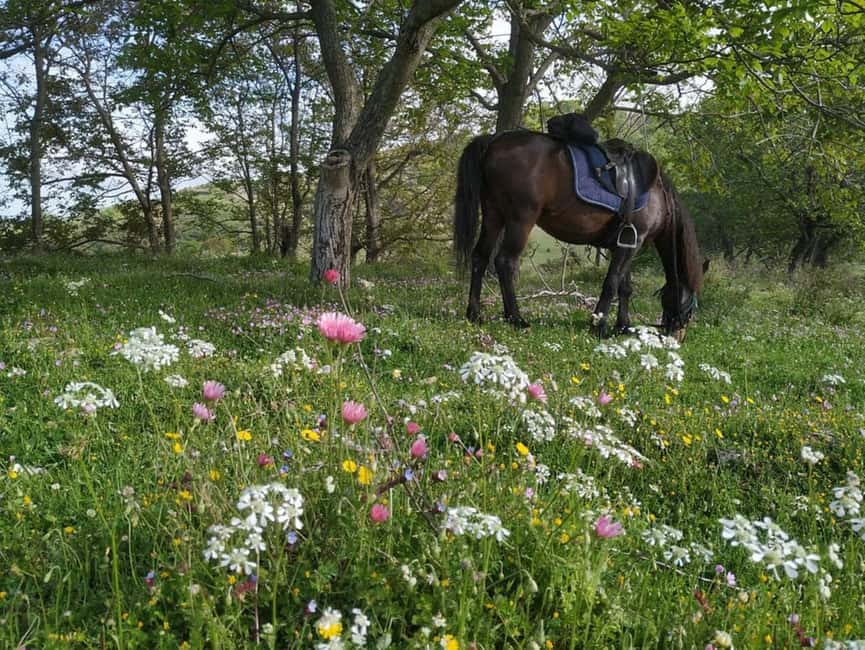 Countryside Horseback Ride in Gjinofshat - What to Expect on the Horseback Ride