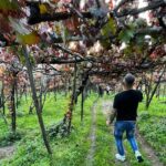 Craftsmanship and Flavors of Sorrento and Amalfi Coast - Starting Point: Pickup and Private Transportation in Naples