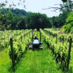 Crespina-Lorenzana: Wines, Oil, and Local Flavors - Tasting Local Food Pairings in a Relaxed Atmosphere