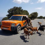 Crete: Sarakina Gorge, Forests, and South Coast Safari - Sampling Crete at the Olive Oil Factory