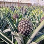 Cruise Shore Excursion São Miguel Essentials - Santa Iria Lookout for Coastal Beauty and Dramatic Cliffs