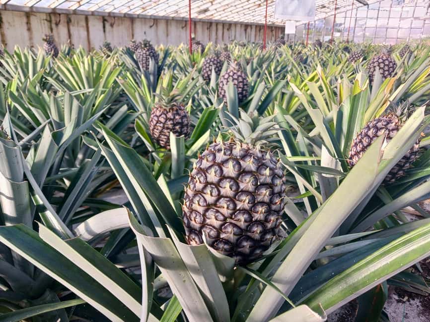 Cruise Shore Excursion São Miguel Essentials - Santa Iria Lookout for Coastal Beauty and Dramatic Cliffs