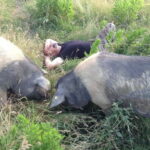 Cured Meat & Olive Oil Tasting & Visit near Pisa & Livorno - Olive Oil Tasting with Aromatic Blends and Organic Oils