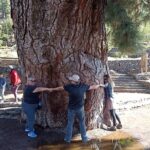 Custom Private Tenerife Volcano Car Tour - Starting Point at Plaza de España for Cruise Guests