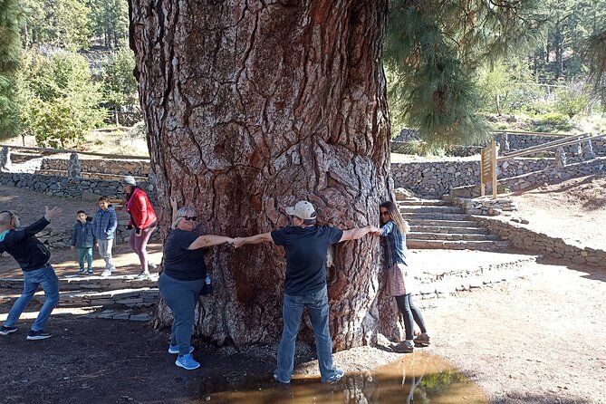 Custom Private Tenerife Volcano Car Tour - Starting Point at Plaza de España for Cruise Guests