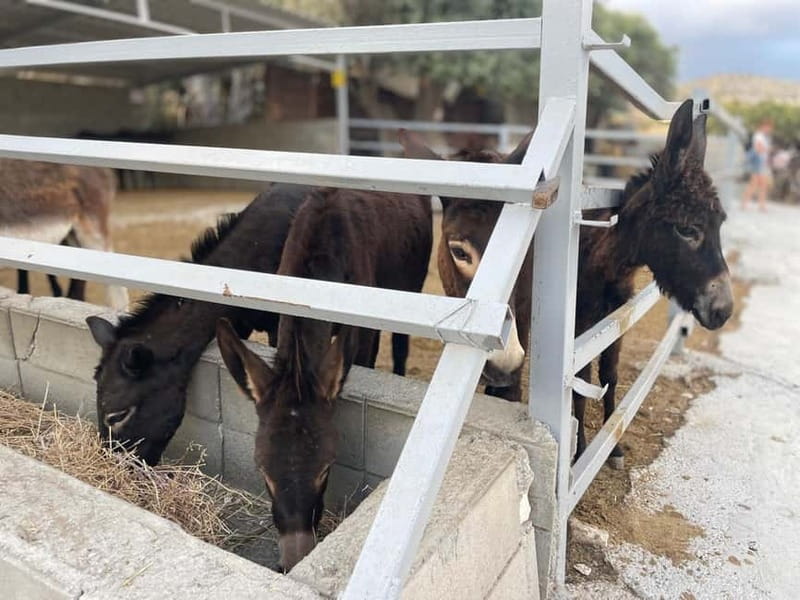 Cypriot Traditions and Donkey Adventures - Visiting Golden Donkeys Farm in Larnaca District