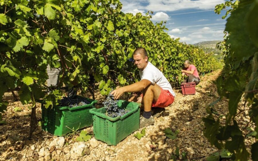 Dalmatian Delights: Food & Wine Tour from Split or Trogir - Wine Tasting at Ranch Rak in Dubrava