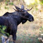 Dals Långed: Moose Park Guided Tour with Feeding - What the Guided Tour of the Park Includes