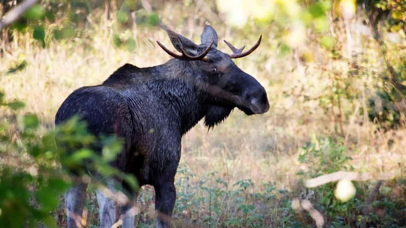 Dals Långed: Moose Park Guided Tour with Feeding - What the Guided Tour of the Park Includes