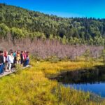 Day Trip & Bear Watching in the Land of Volcanoes - Starting Point and Transportation Logistics in Brasov