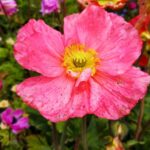 Day Trip Flower Island of Mainau including Meersburg - Scenic Boat Ride Across Lake Constance to Mainau