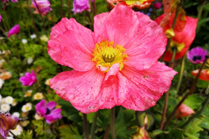 Day Trip Flower Island of Mainau including Meersburg - Scenic Boat Ride Across Lake Constance to Mainau