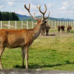 Day trip from Brasov: Bison reserve & traditional lunch - Exploring the Carpathian Mountains Outside Brasov