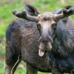 Day Trip To Gauja National Park: Animals, and Castles - Key Points