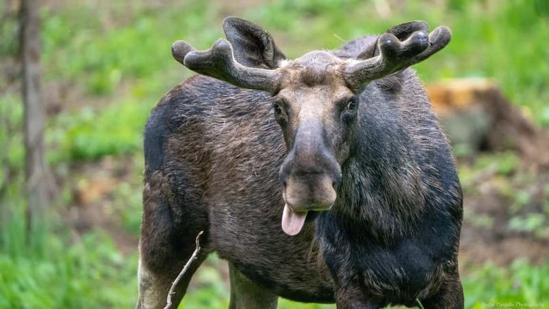 Day Trip To Gauja National Park: Animals, and Castles - Key Points