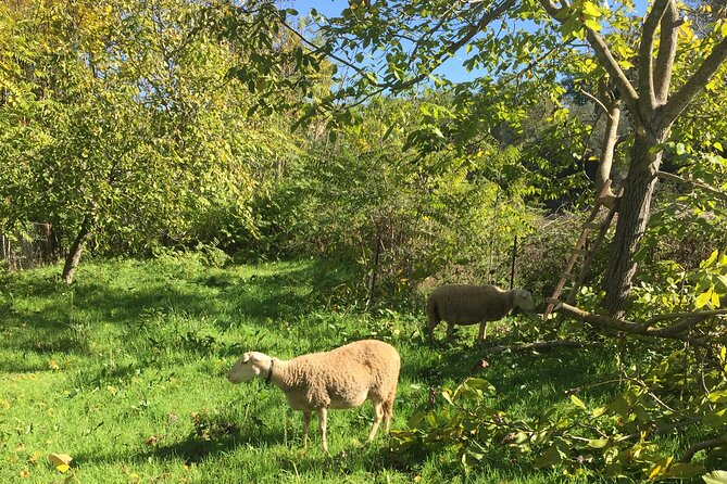 Delphi and Osios Loukas Byzantine Monastery - Exploring the Lion of Chaeronea and Ancient Battlefield