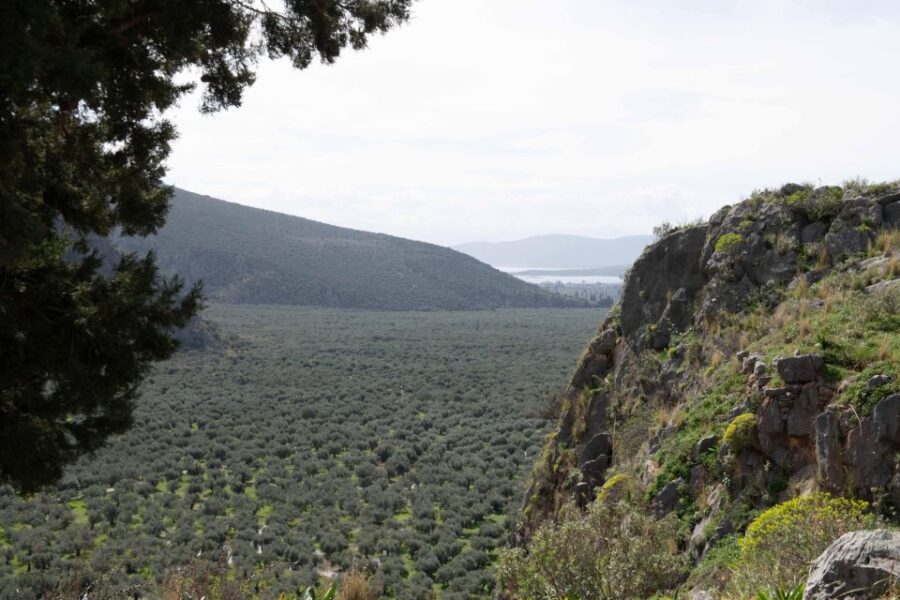 Delphi: Easy Hike on Ancient Path through the Olive Groves - Starting Point and Logistics in Delphi