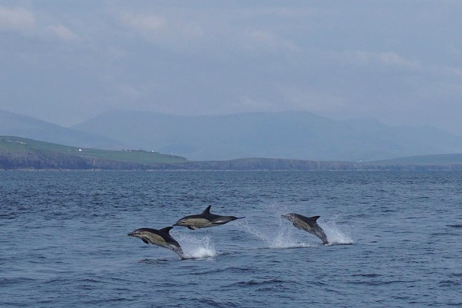 Dingle Boat Tours RIB Adventure Private - The Thrill of a Speedboat Ride Around the Blasket Islands