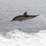 Dingle Boat Tours Wildlife RIB Adventure - The Role of the Guide: Knowledgeable and Entertaining