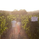 Dinner in the vineyard with wine tasting and walk - Scenic Sunset and Vineyard Walk in Brindisi