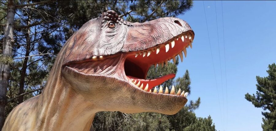 Dinosaurs Park - Family Half day tour - Visiting the Museu da Lourinhã: A Treasure Trove of Fossil Exhibits