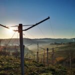 Discover Abruzzo and Castelferrato: Visit Vineyards and Wine Tasting - Visiting the Winery and Understanding the Winemaking Process