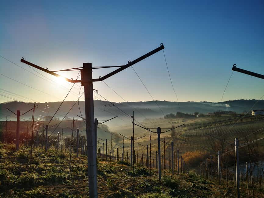 Discover Abruzzo and Castelferrato: Visit Vineyards and Wine Tasting - Visiting the Winery and Understanding the Winemaking Process