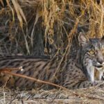 Discover Doñana & Iberian Lynx: Premium Nature Tour - Learning About Doñana’s Cultural and Ecological Significance