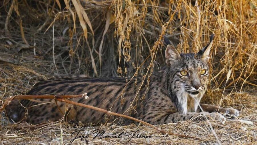 Discover Doñana & Iberian Lynx: Premium Nature Tour - Learning About Doñana’s Cultural and Ecological Significance