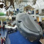 Discover Fossils & Gems at Natural History Museum - Practicalities of the Tour: Meeting Point and Group Details
