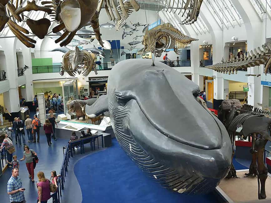 Discover Fossils & Gems at Natural History Museum - Practicalities of the Tour: Meeting Point and Group Details