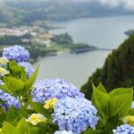 Discover São Miguel: Full Day Fogo and Sete Cidades with lunch - Exploring Lagoa do Fogo: A Volcanic Wonder